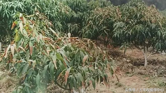 芒果控梢叶片发黄什么原因,芒果枝枯病的原因及治疗方法