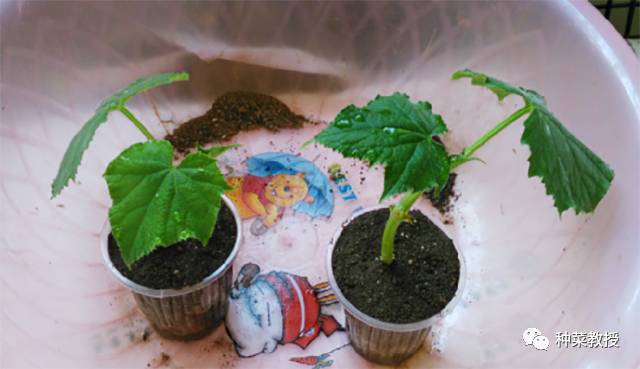 阳台种菜根部烂掉什么原因,阳台种菜黄瓜怎么种植