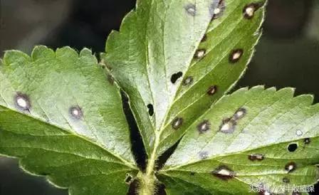 草莓蛇眼病的防治方法,草莓蛇眼病用什么农药