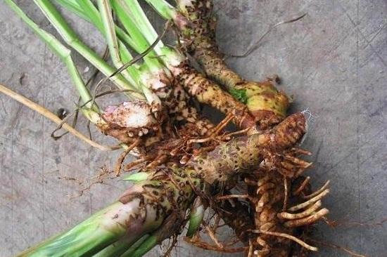 农村小溪边的石菖蒲,野外小溪边石菖蒲能用作种苗吗