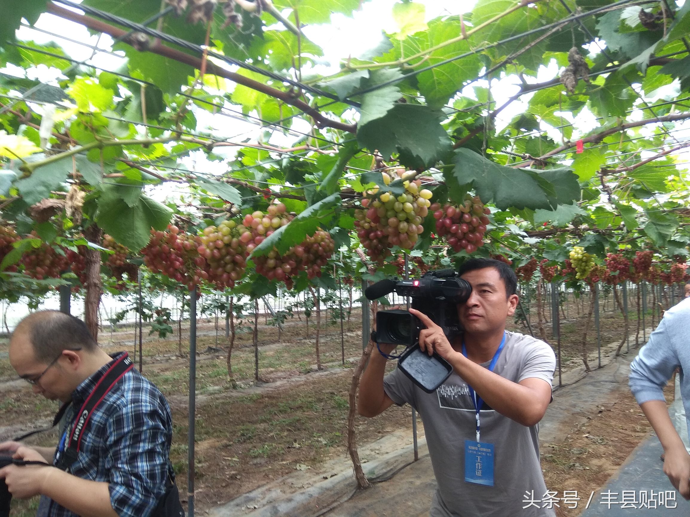 摘苹果徐州丰县,丰县哪个地方能摘苹果