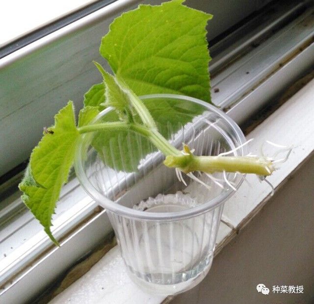 黄瓜种菜技巧和方法,黄瓜烂根怎么治理