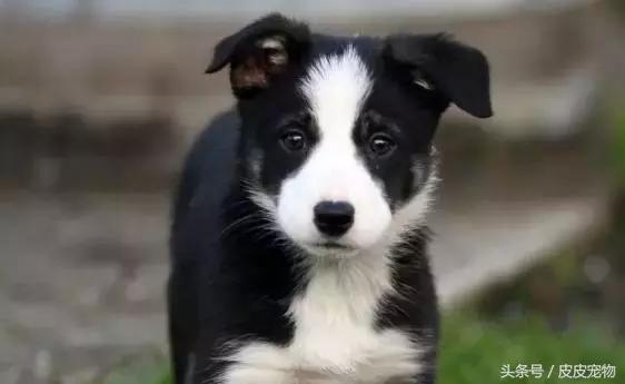 买狗十大骗局揭秘,新手买狗十大忌讳