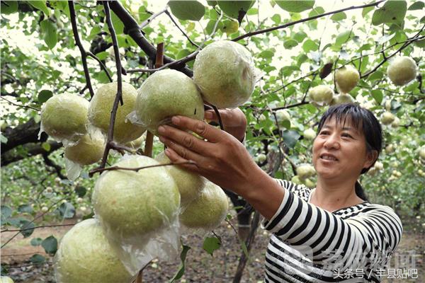 摘苹果徐州丰县,丰县哪个地方能摘苹果