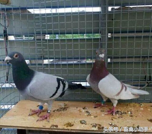 鸽病治疗人用药,判断鸽病最简单方法