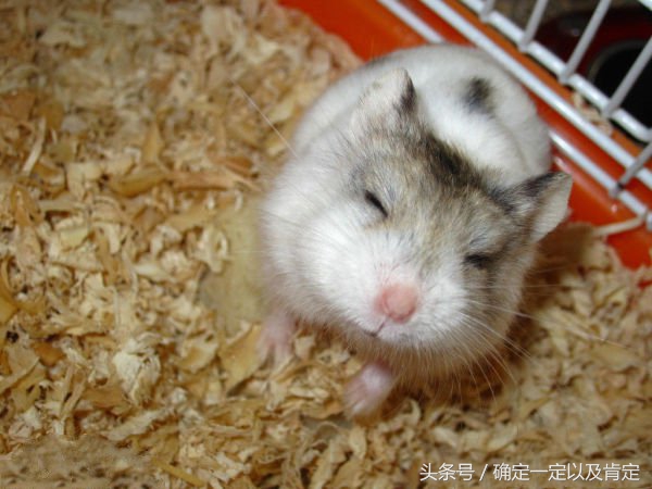 关于仓鼠的小知识,仓鼠小知识200条