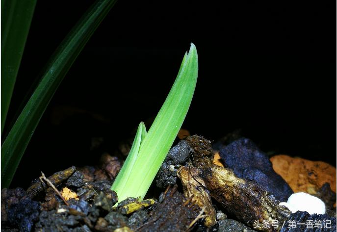 「养兰实战经验」新昌兰花泥的使用结果