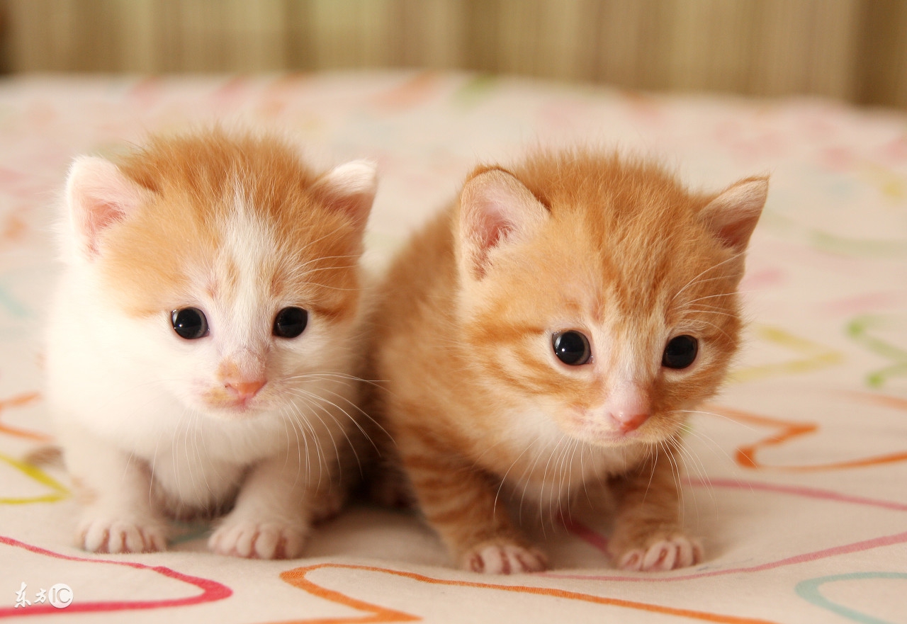 十二星座的开运宠物白羊座,12星座最适合养什么宠物