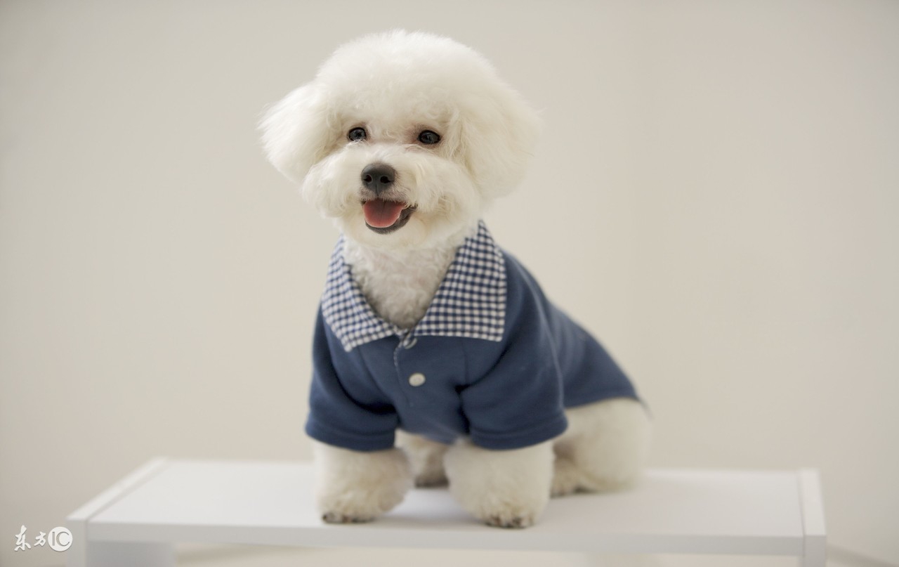 世界名犬比熊,比熊狗的名字大全及图片