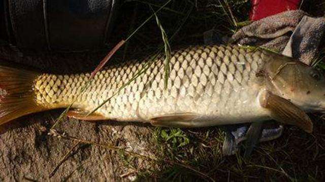 大鲤鱼快速解钩,钓鲤鱼脱钩如何解决