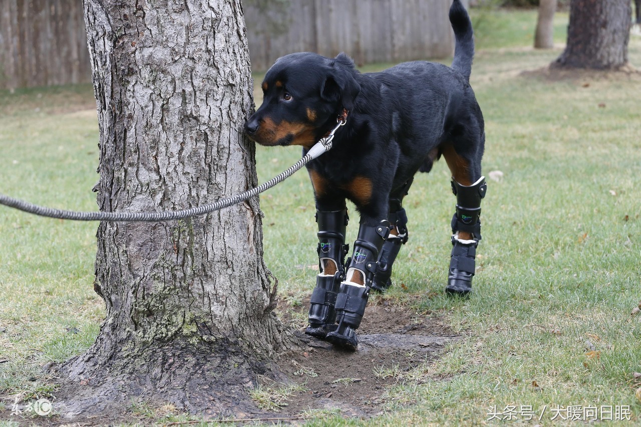 纯种罗威纳有多少厉害,纯种罗威纳怎么选看这5点就够了