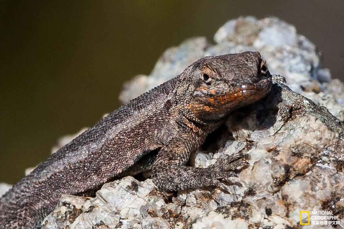 会飞的蜥蜴你见过吗,尾巴很长的会飞的蜥蜴是什么