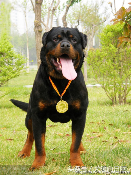 纯种罗威纳有多少厉害,纯种罗威纳怎么选看这5点就够了
