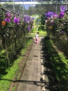 普吉岛清迈曼谷的游玩顺序亲子游,泰国清迈旅游团自由行