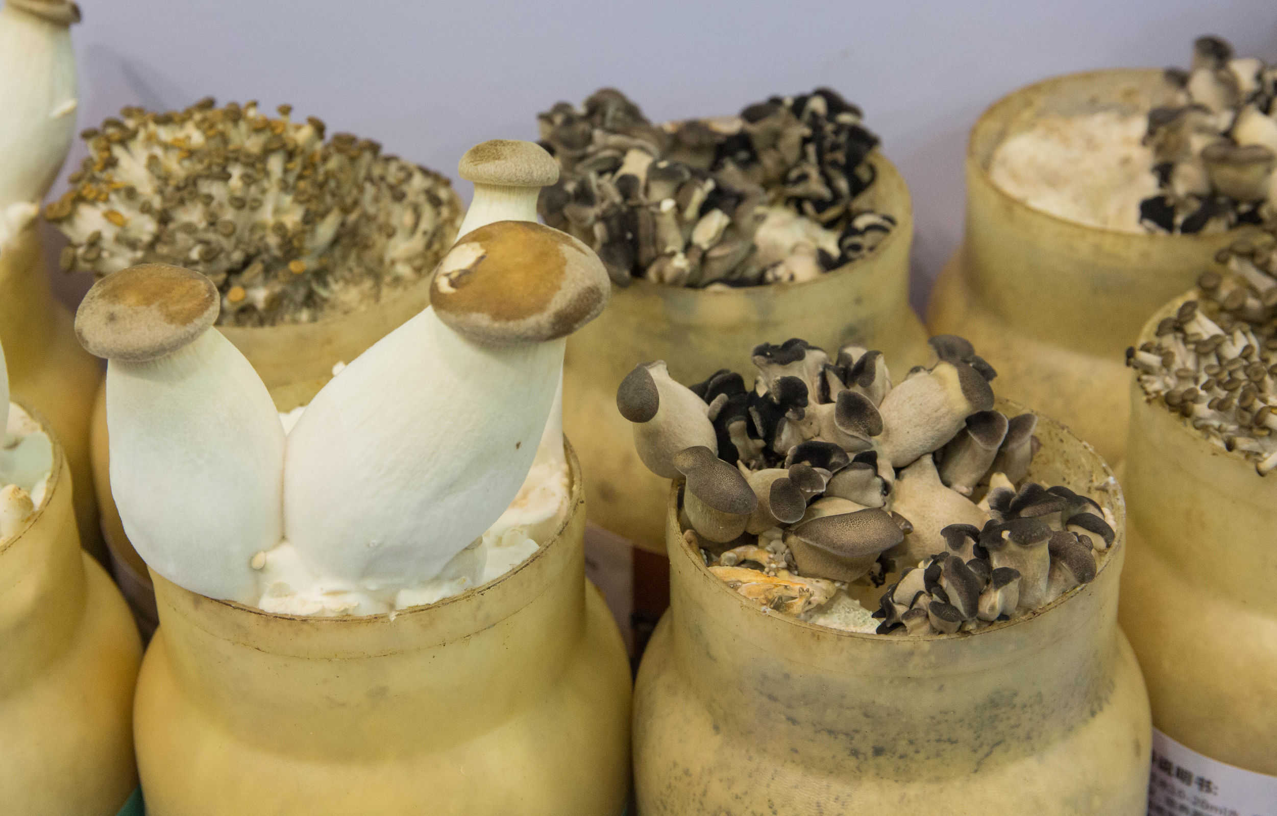 浙江农博会藏梨,在展博会体验满满未来感