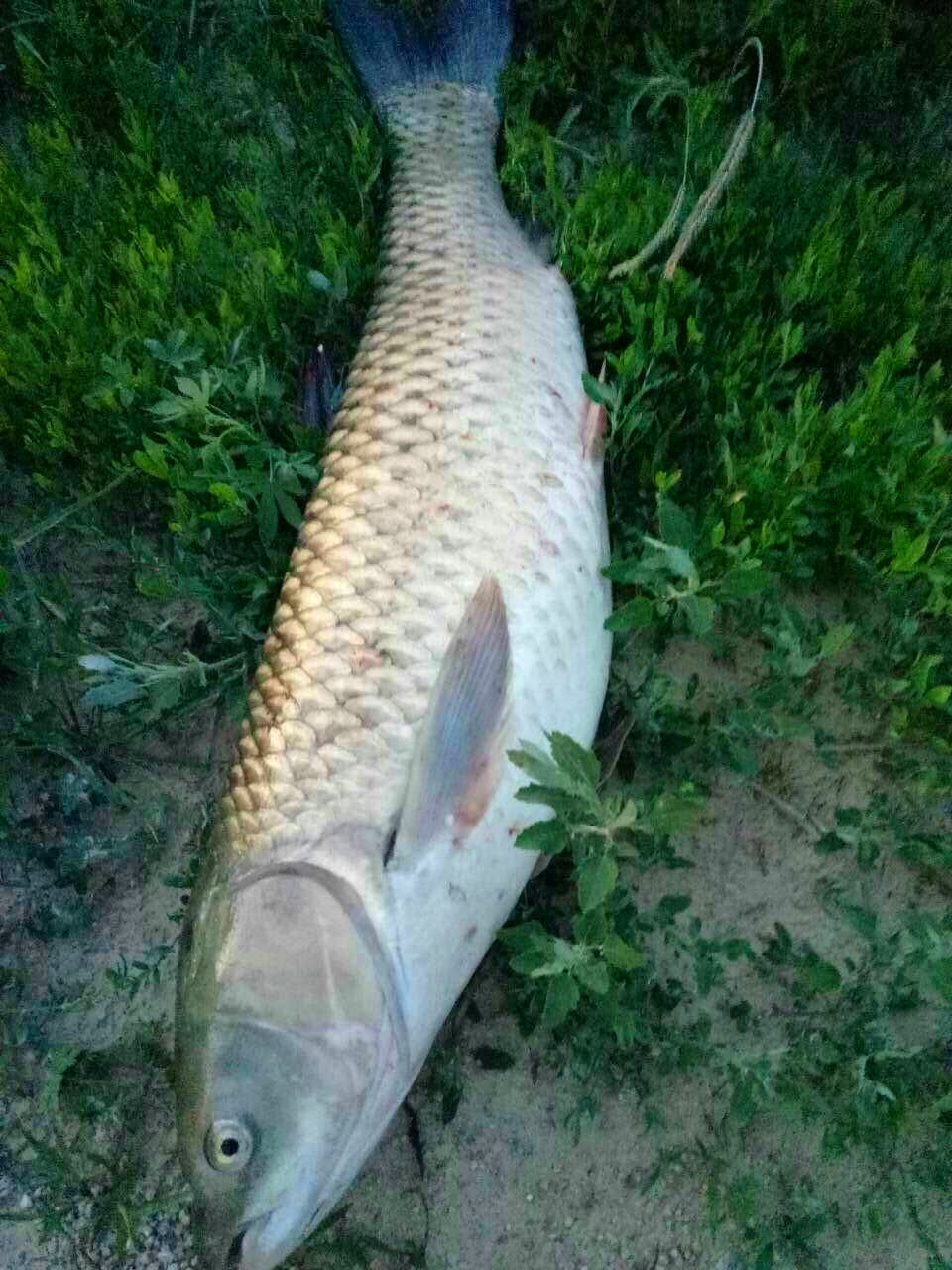 疯了！他驻钓水库35天，创下了3个纪录！