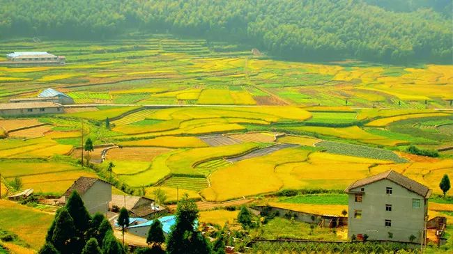 风吹稻浪黄金灿原创,风吹稻田金灿灿原文