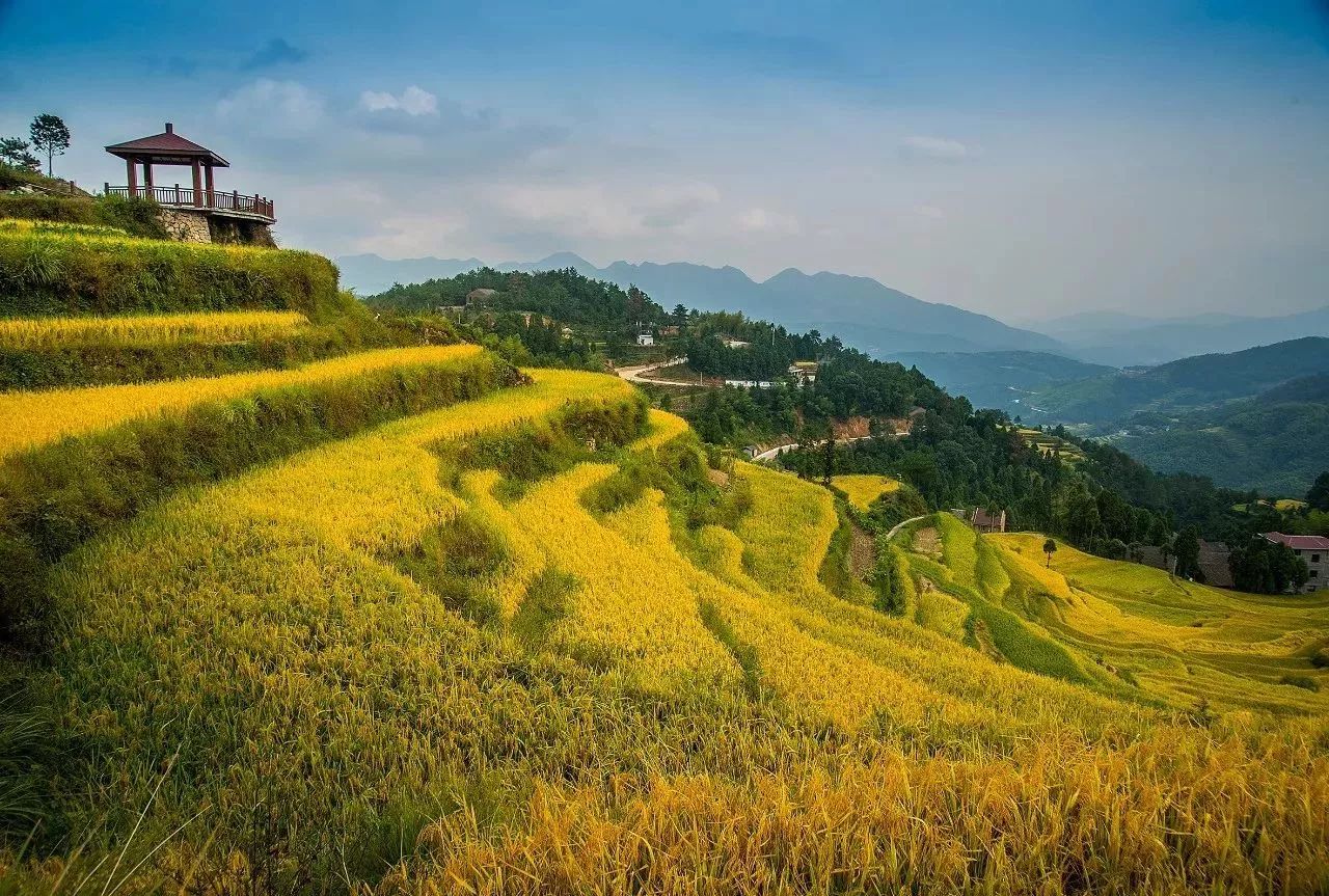 风吹稻浪黄金灿原创,风吹稻田金灿灿原文