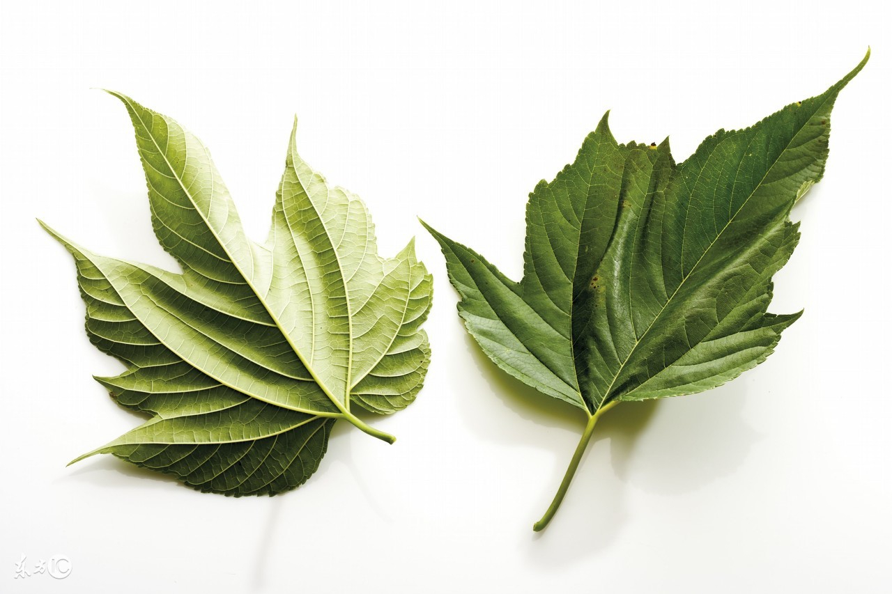 中医药方——应对入秋咽喉炎