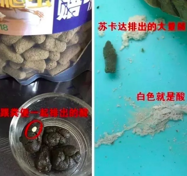 有哪些陆龟是可以养的,陆龟到底要不要排酸