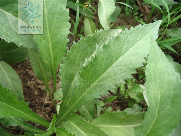 认识常见中草药,认识各种草药视频