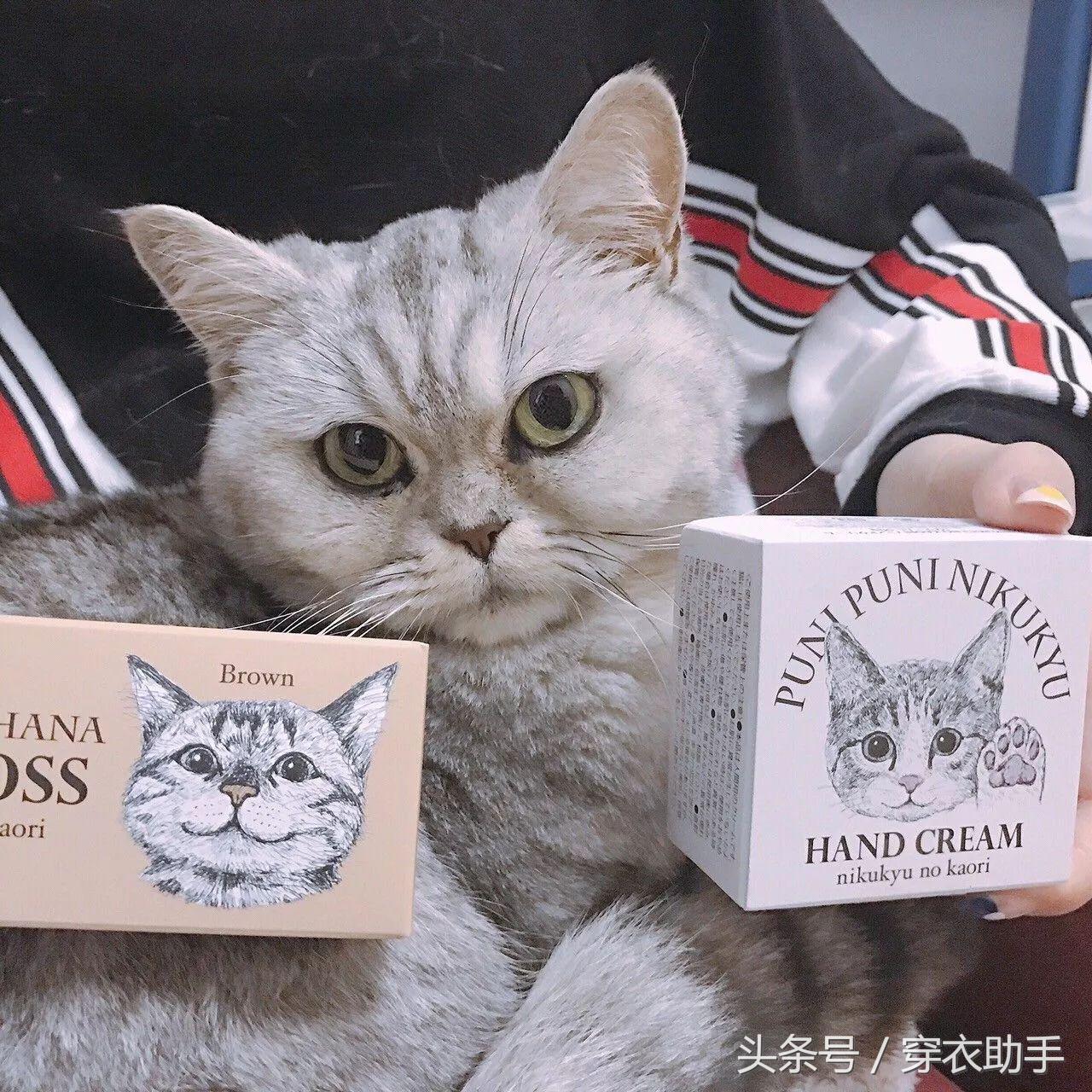 提升猫咪智商的玩具,提高猫咪的生活品质