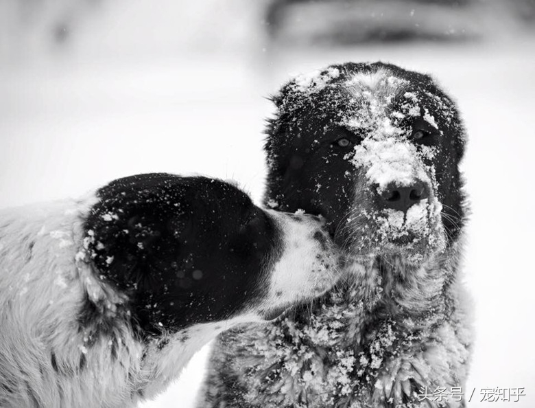 游牧战神无所畏惧——中亚牧羊犬的王道精神