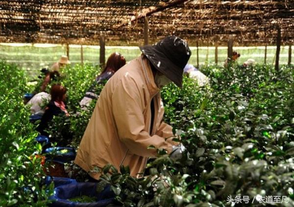 深度了解抹茶,抹茶控的你真的了解它吗