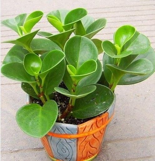 豆瓣绿叶子发黄怎么解决,豆瓣绿植浇水的正确方法