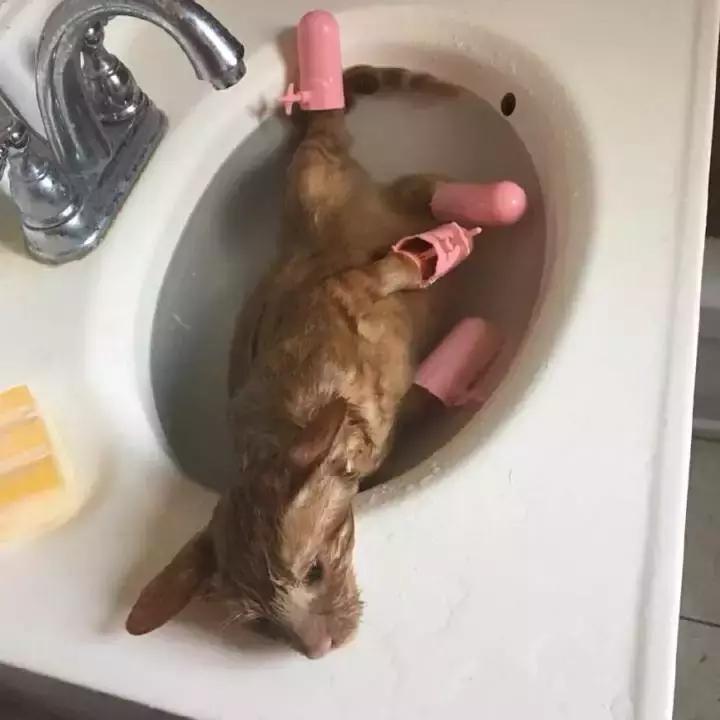 猫咪能用人的沐浴露给猫咪洗澡,猫帮猫咪洗澡