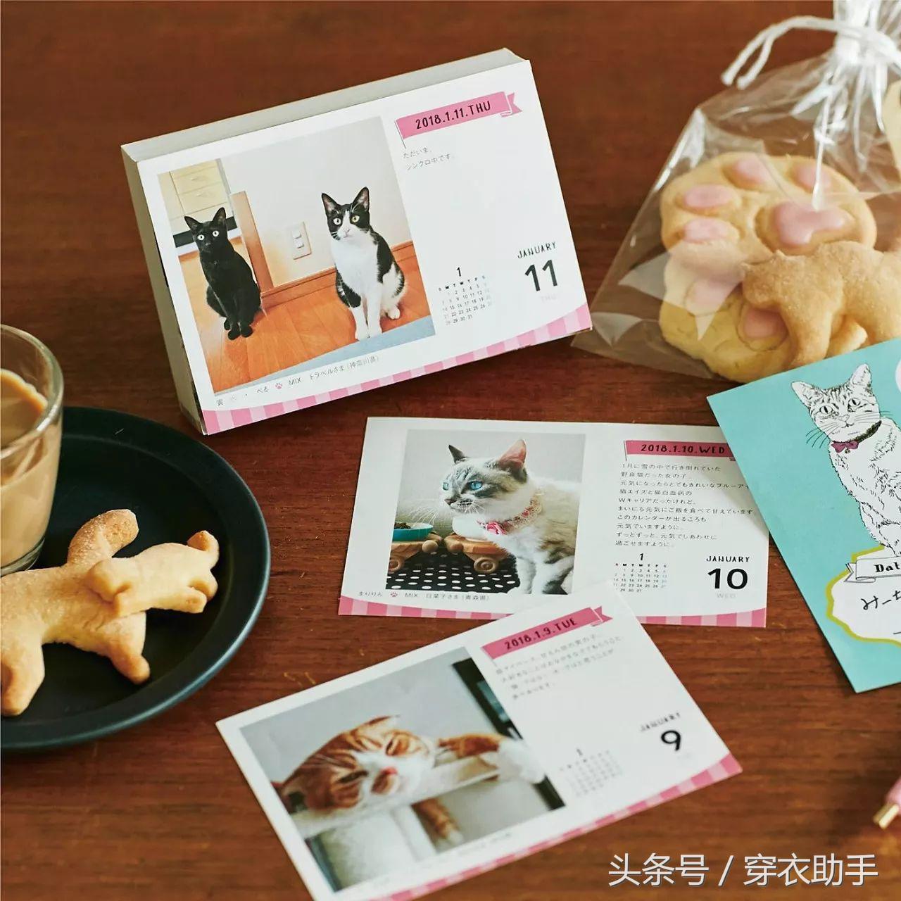 提升猫咪智商的玩具,提高猫咪的生活品质