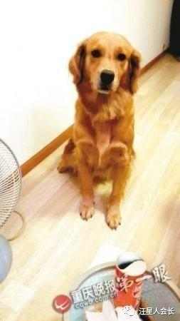 狗子记仇怎么表现,怎么对付记仇狗