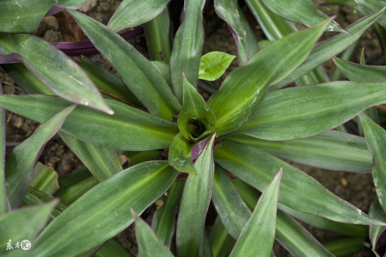 牙痛误食曼陀罗送医院急救洗胃水仙含羞草这些花是“毒美人”