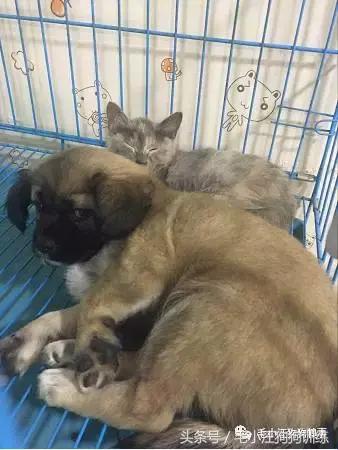 猫狗双全的赢家,狗猫双全的人生赢家