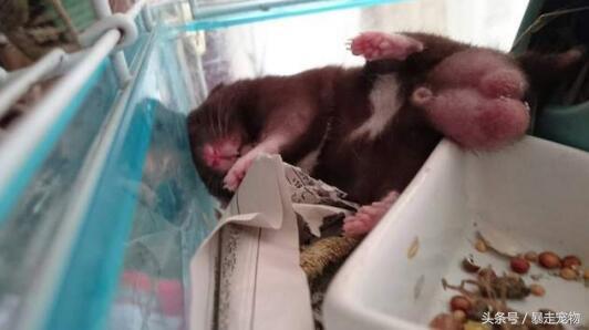 长肿瘤的小仓鼠,仓鼠生病了仓鼠医生来给它治病