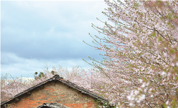 平坝万亩樱花花开季节,贵州平坝万亩樱花门票费是多少