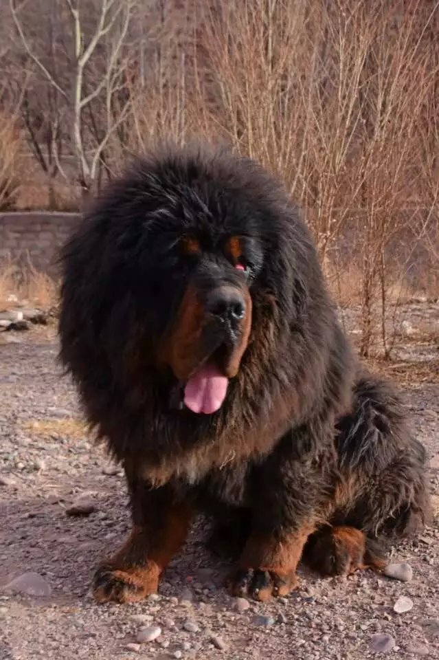 藏獒咬伤人它的主人怎么赔款,大型藏獒咬人赔偿标准