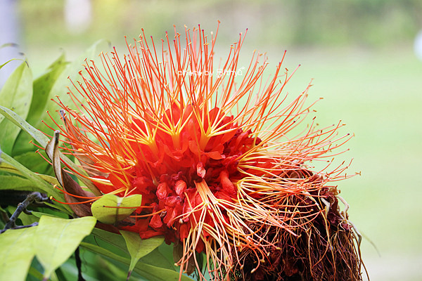 人生必需要有一次闺蜜游——沙巴五日游