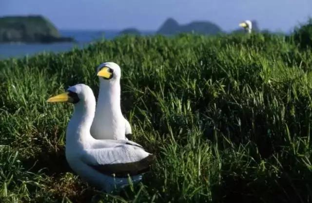 澳大利亚豪勋爵岛介绍,澳洲最美岛屿