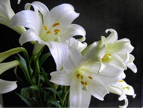 随便养就能活的6种花,最适合家庭养的19种花