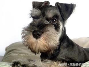 可爱的狗狗品种大全,最可爱的十种狗狗