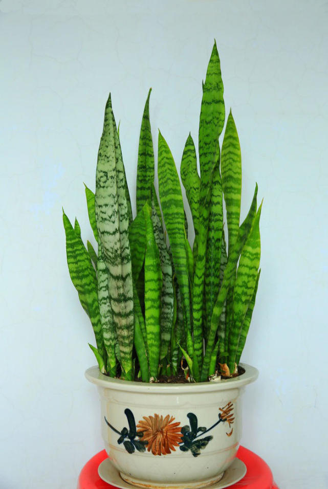 经常吸烟适合养什么花,盘点9种家庭养花常见的有毒花卉