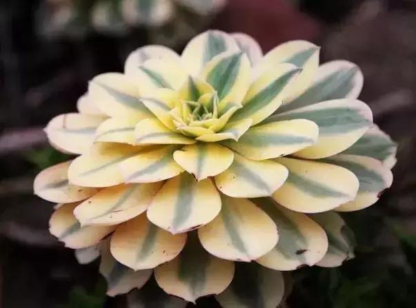 没时间出去玩养多肉,外出旅游多肉怎么办