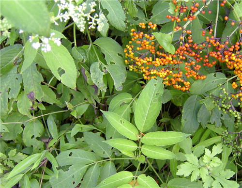 治风湿最好的一种草,农村祛风散寒的草有哪些