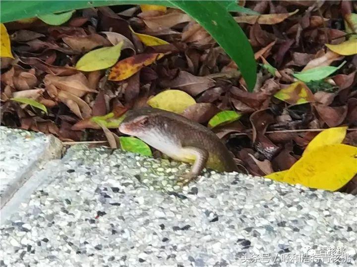 刷我滴卡泰国原版,呼和浩特直飞普吉岛