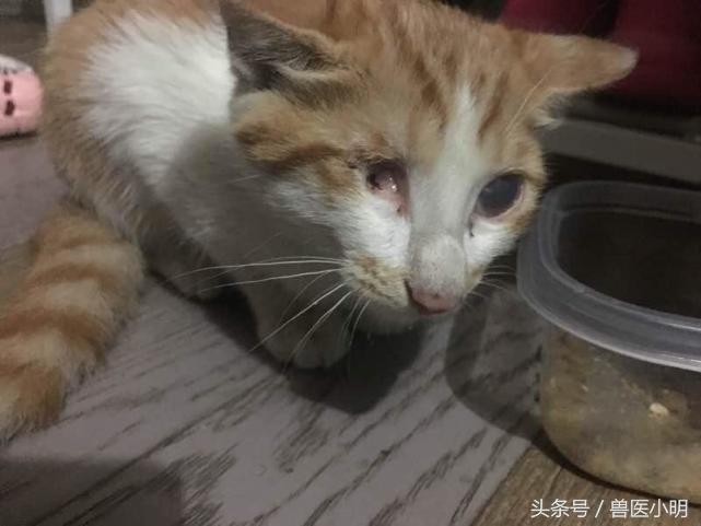 挖掉喵星人眼睛的那个人，你不会睡不着吗？还好有好心网友