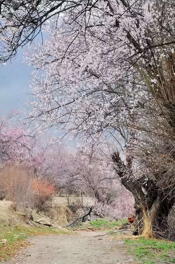 一封来自*藏西**的辞职信