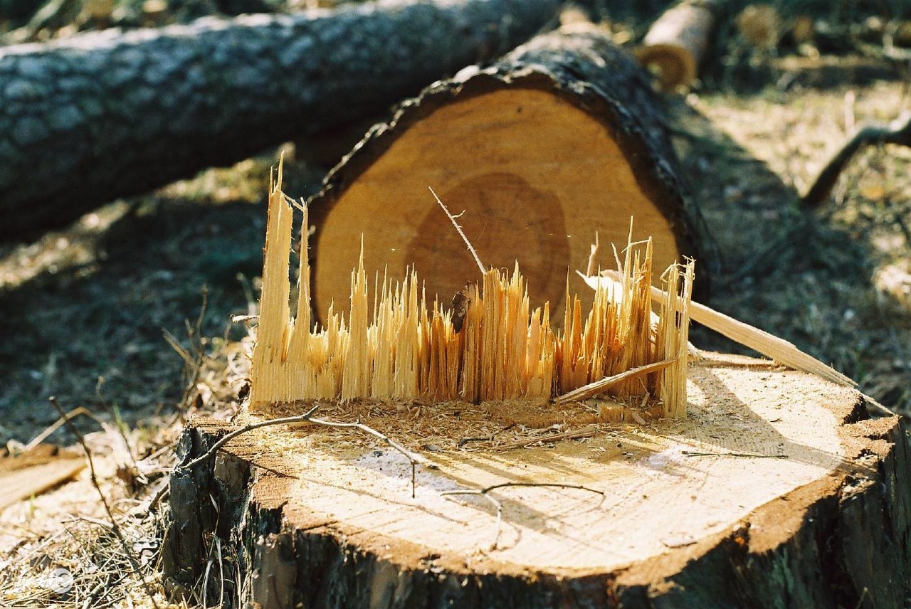 各种木材家具的优缺点,尤加利木材家具优缺点