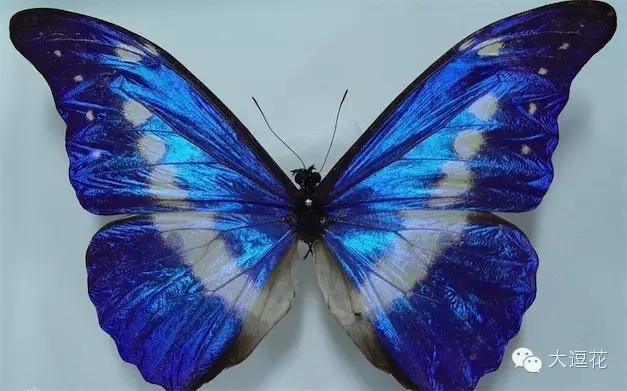世界上最美的八大蝴蝶之一蓝闪蝶,世界上最美的蝴蝶前十名