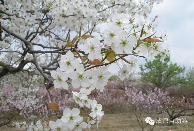 2022成都周边赏花,成都周边游赏花最佳景点